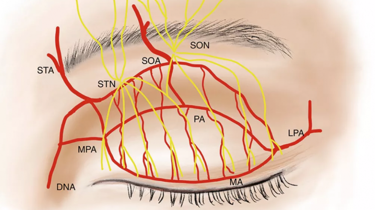 医美优质文章推荐: 双眼皮新术式：选择性神经血管保护法(SNVP)