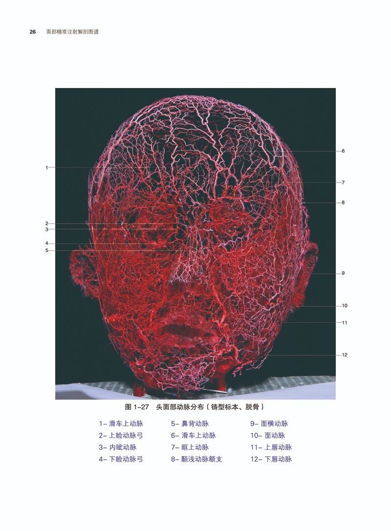 《面部精准注射解剖图谱》